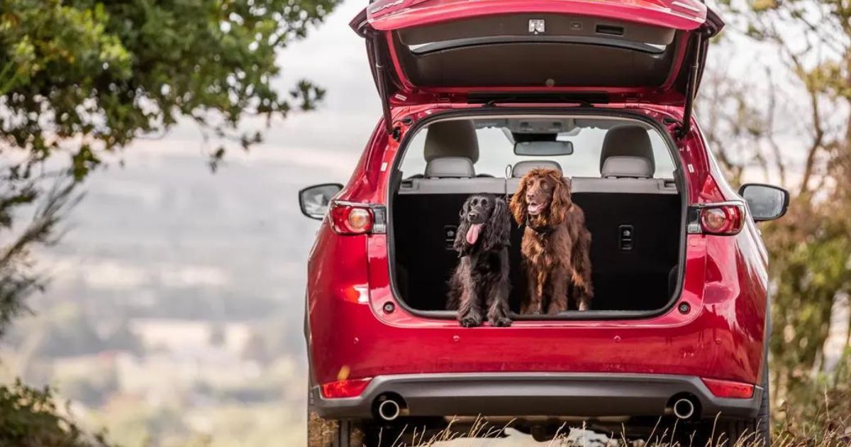 Canine Car T Nicola Mason